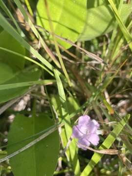 Image of Skinner's false foxglove