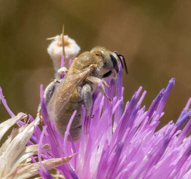 Halictus pollinosus Sichel 1860的圖片