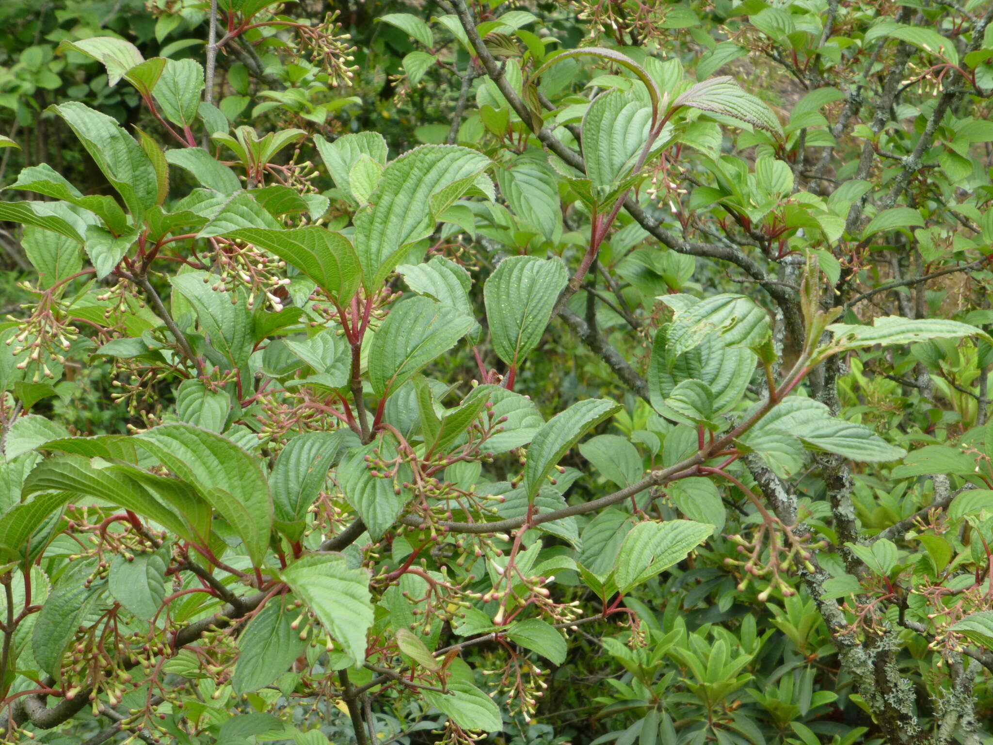 Image of Viburnum erubescens Wall.