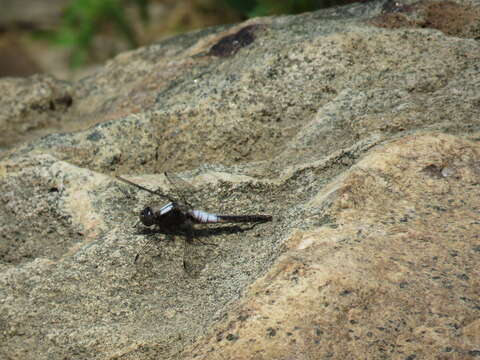 Image of Chalk-fronted Corporal