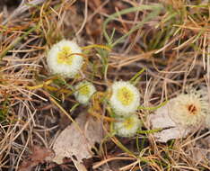 Image of Myriocephalus rhizocephalus (DC.) Benth.