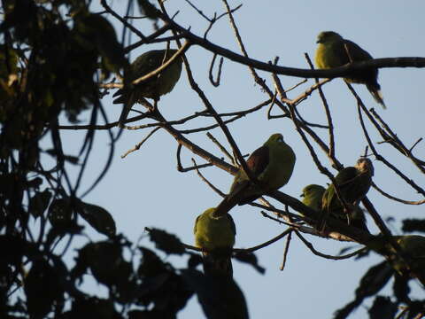 Image of Wedge-tailed Pigeon