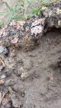 Image of fishscale lichen