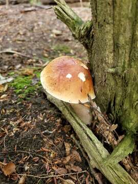 Sivun Boletus chippewaensis A. H. Sm. & Thiers 1971 kuva