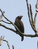 Image of Bristle-nosed Barbet