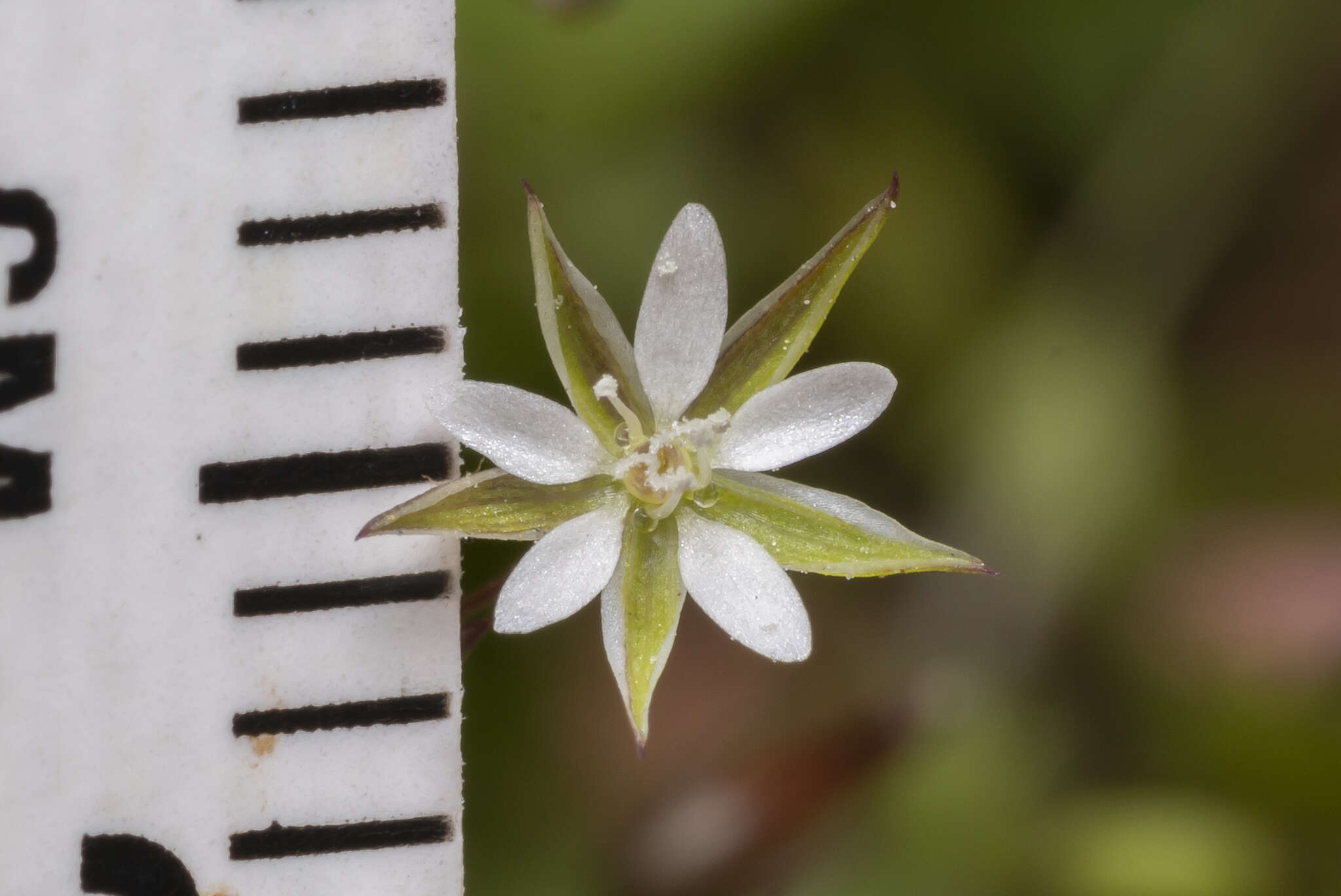 Imagem de Sabulina tenuifolia (L.) Rchb.