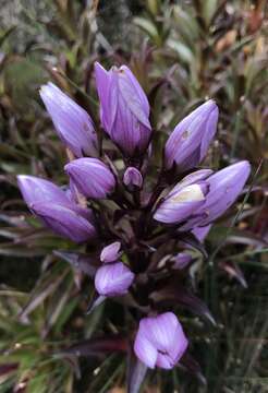 Image of Gentianella foliosa (Kunth) Fabris.