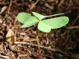 Sivun Oxalis drummondii A. Gray kuva