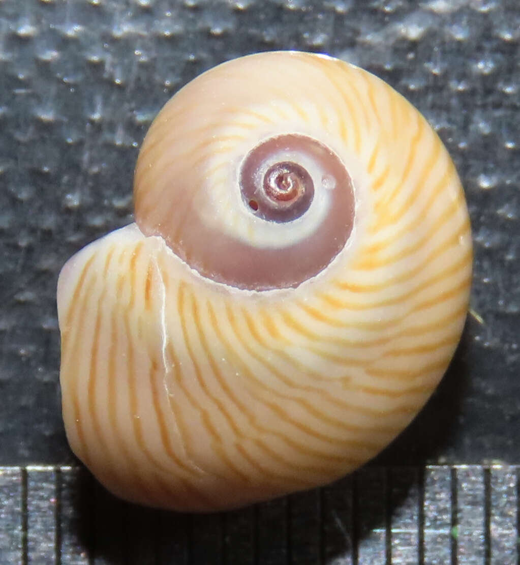 Image of lined moonsnail