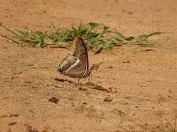 Imagem de Charaxes epijasius Reiche 1849