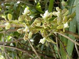 Image of Prosthechea crassilabia (Poepp. & Endl.) Carnevali & I. Ramírez