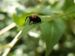 Image of Xystus sanguinicollis (Germar & E. F. 1823)