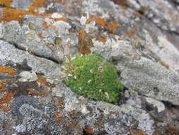 Image of Draba rigida Willd.