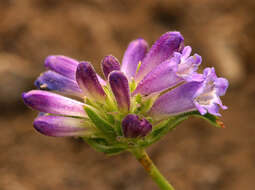 Image of Penstemon heterodoxus var. heterodoxus