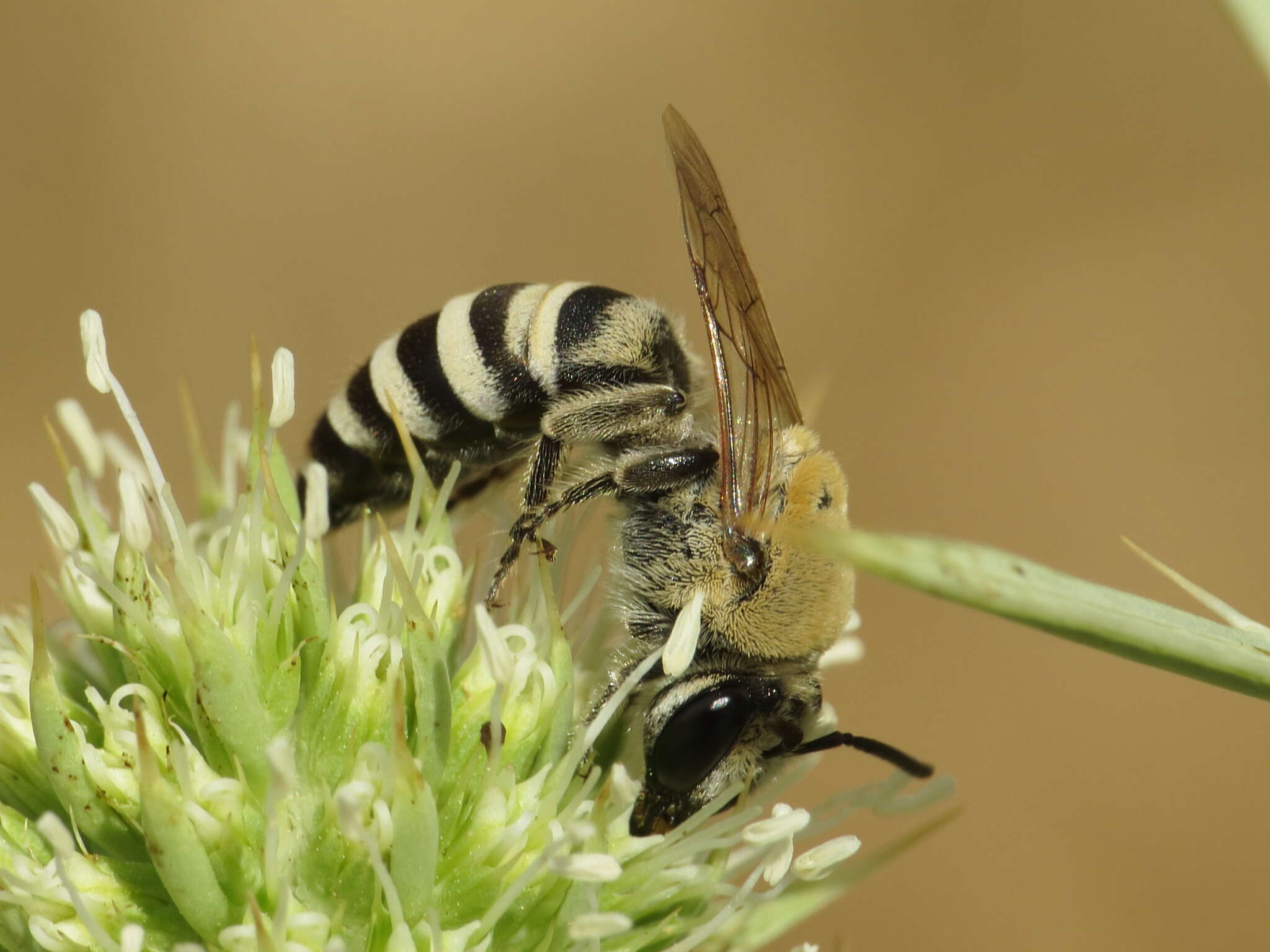 Image of Colletes hylaeiformis Eversmann 1852