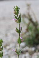 Image of Micromeria graeca (L.) Benth. ex Rchb.