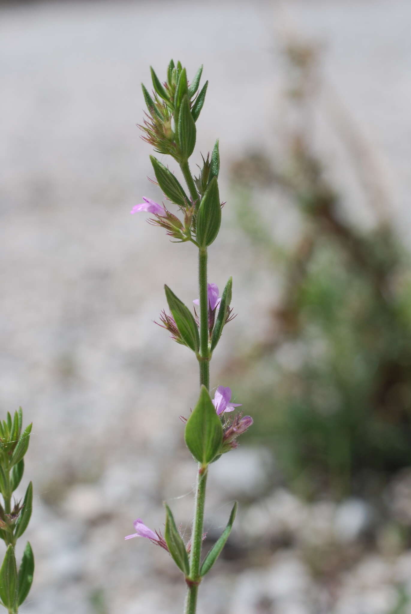 Слика од Micromeria graeca (L.) Benth. ex Rchb.