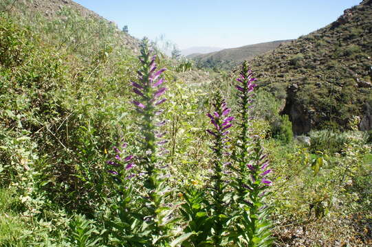 Image of Lobelia decurrens Cav.