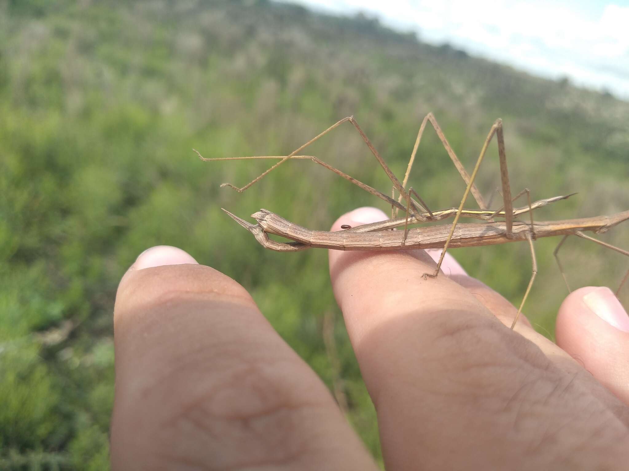 Image of Proscopiidae