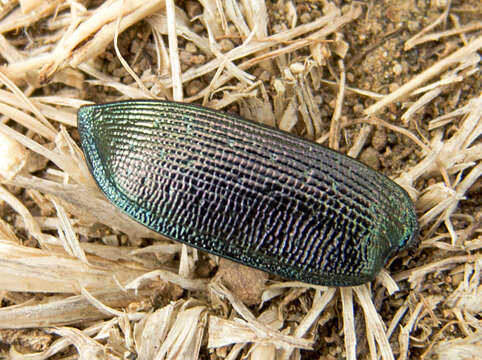 Imagem de Calosoma (Calosoma) inquisitor (Linnaeus 1758)