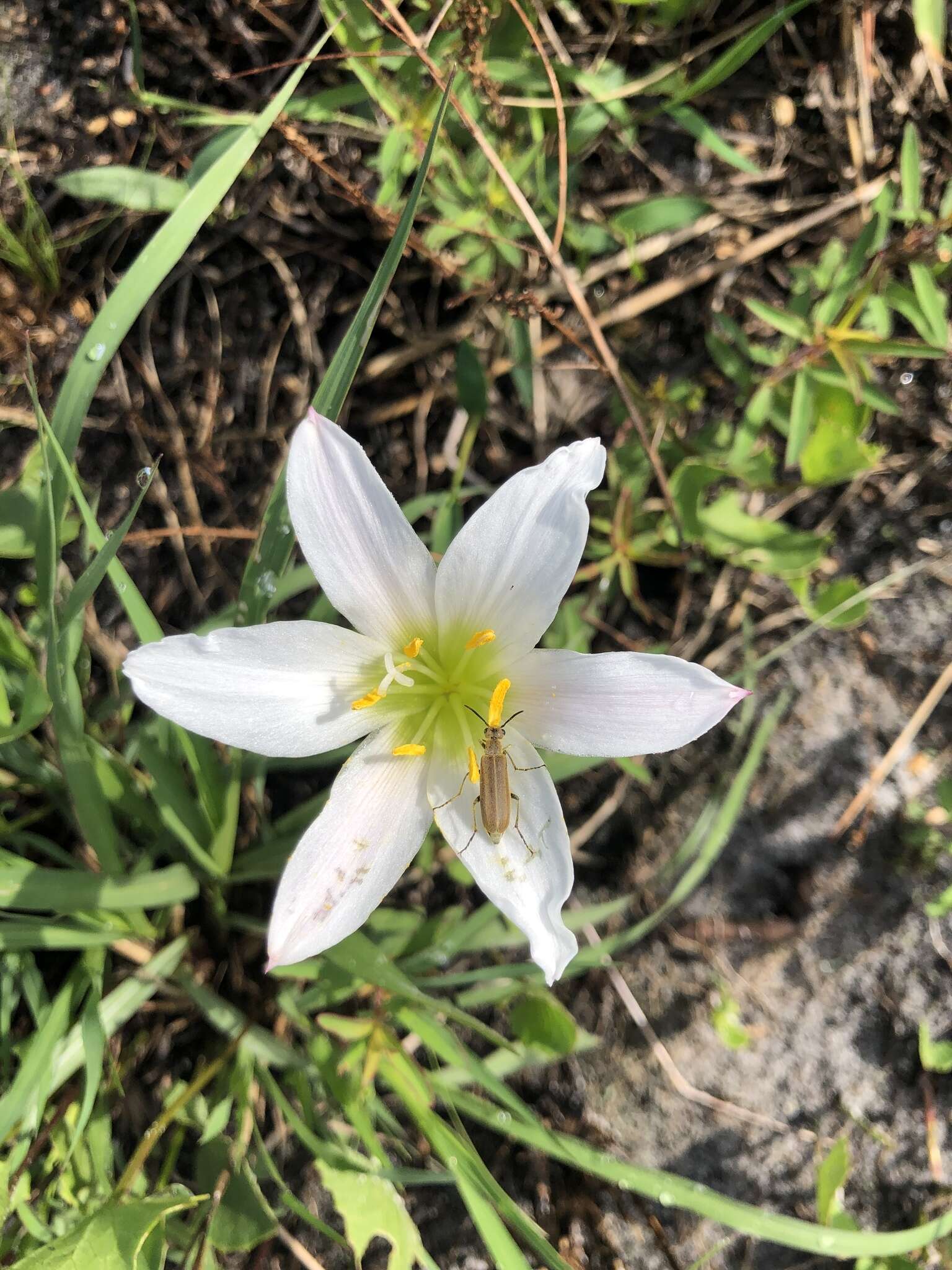 Image of Red-Margin Zephyr-Lily