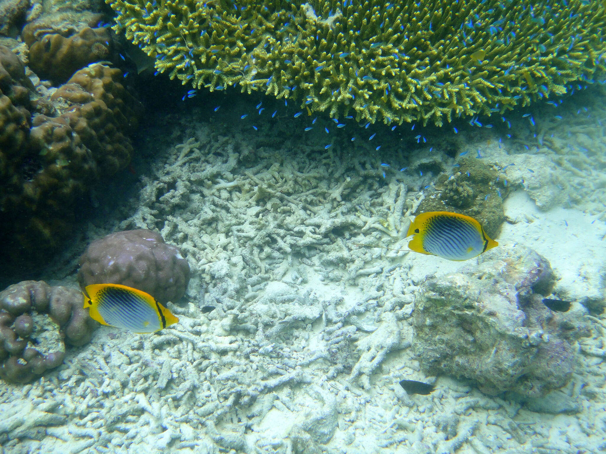 Image of Spot-tail Butterfly Fish