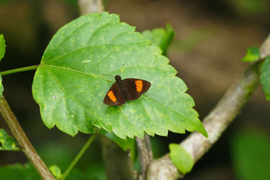 Image of Koruthaialos rubecula Plötz 1882