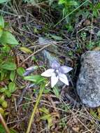 Image of Gentianella rapunculoides (Willd. ex Schultes) J. S. Pringle