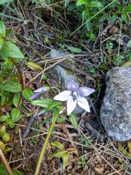 صورة Gentianella rapunculoides (Willd. ex Schultes) J. S. Pringle