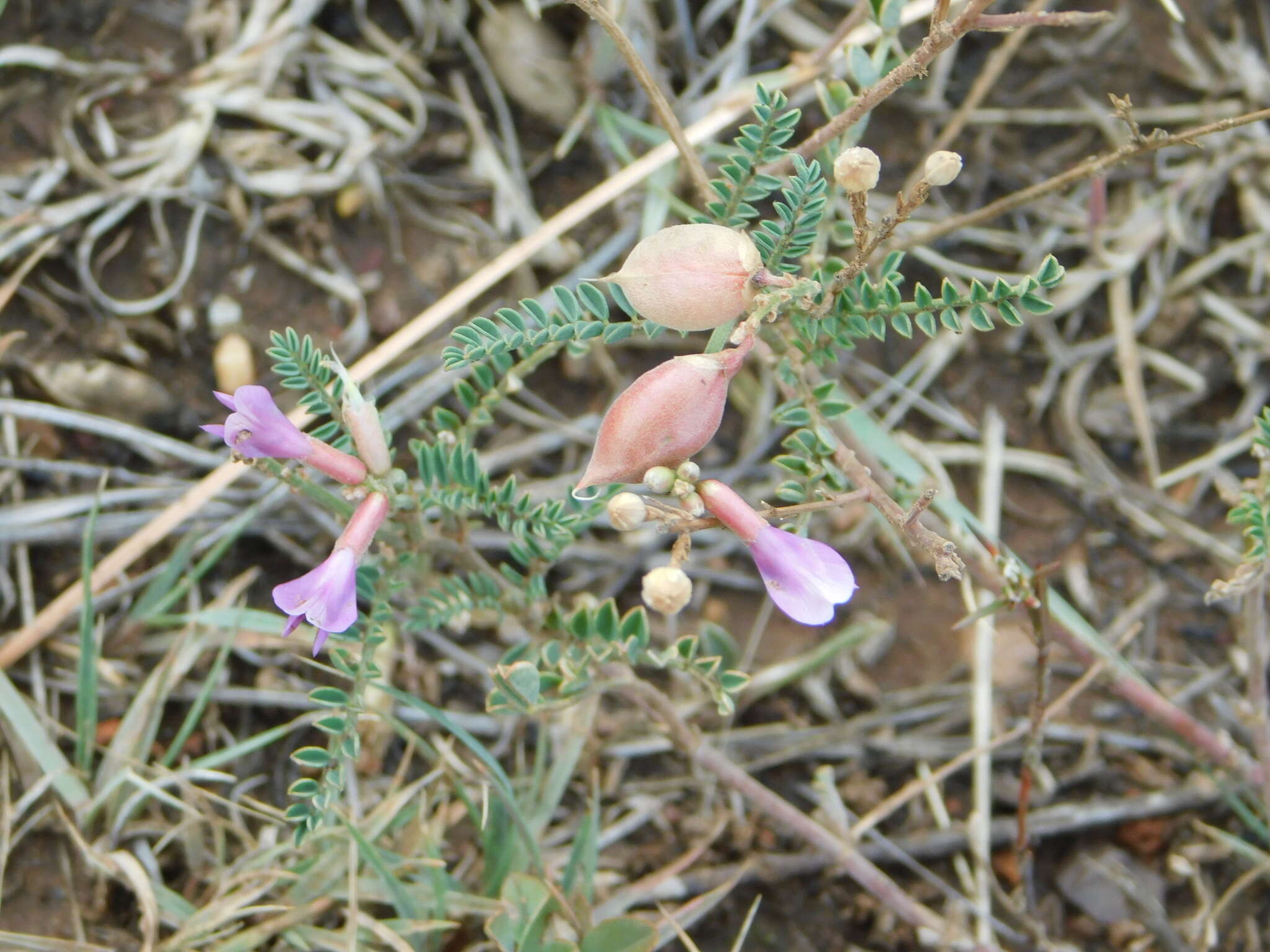 Imagem de Astragalus hallii var. fallax (S. Wats.) Barneby