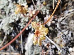 Image of Ruby Mountain buckwheat