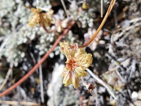 Image of Ruby Mountain buckwheat