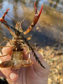 Image of Procambarus paeninsulanus (Faxon 1914)