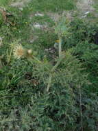 Plancia ëd Cirsium bertolonii Spreng.