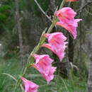 Imagem de Gladiolus caryophyllaceus (Burm. fil.) Poir.