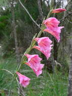 Imagem de Gladiolus caryophyllaceus (Burm. fil.) Poir.