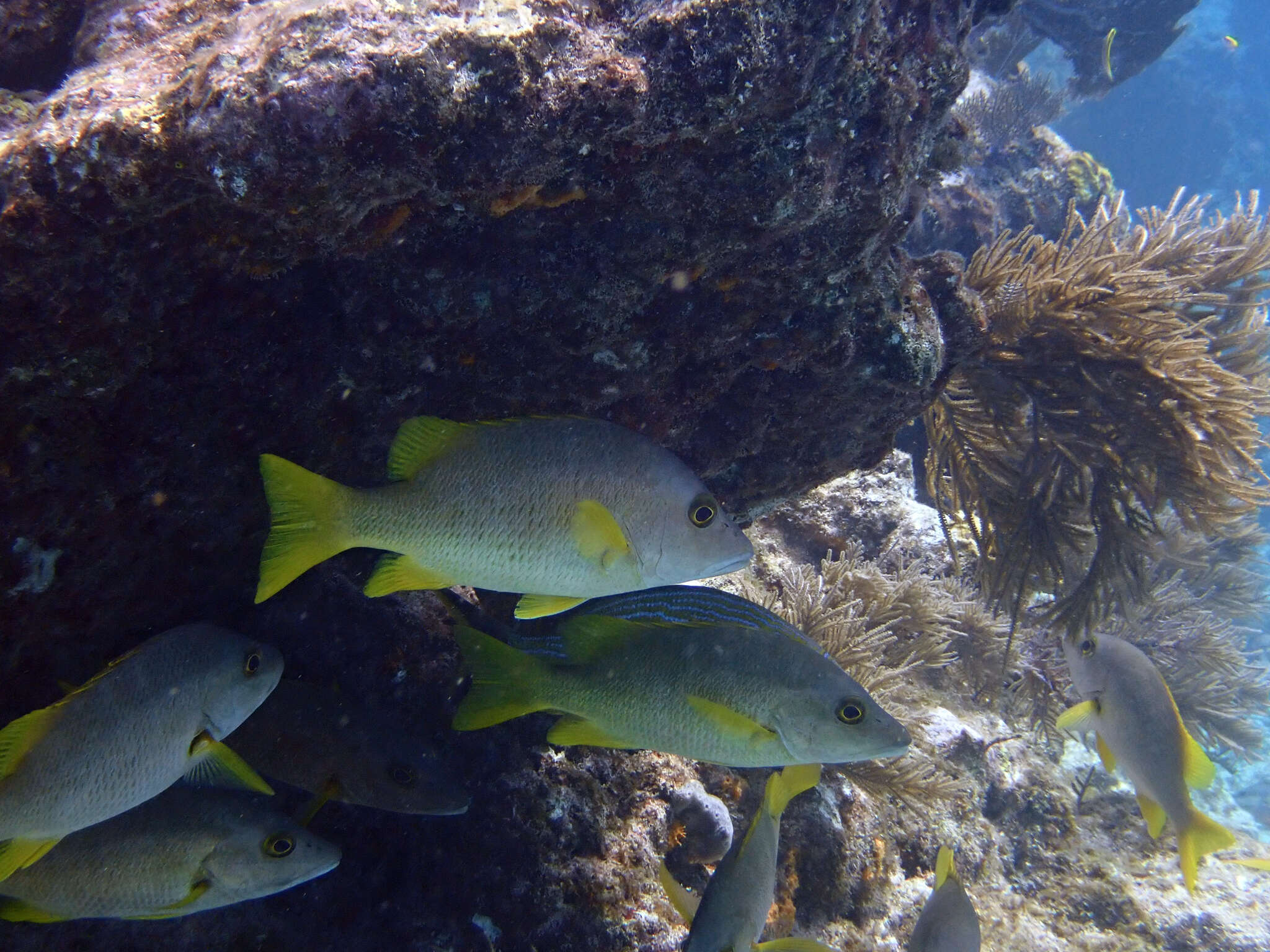 Image of Dogtooth Snapper