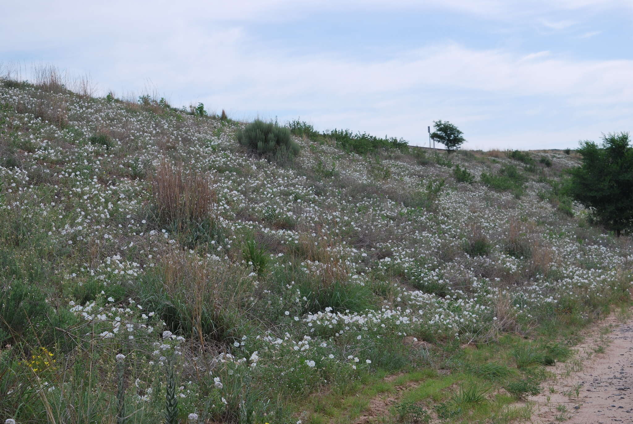 Image of Engelmann's evening primrose