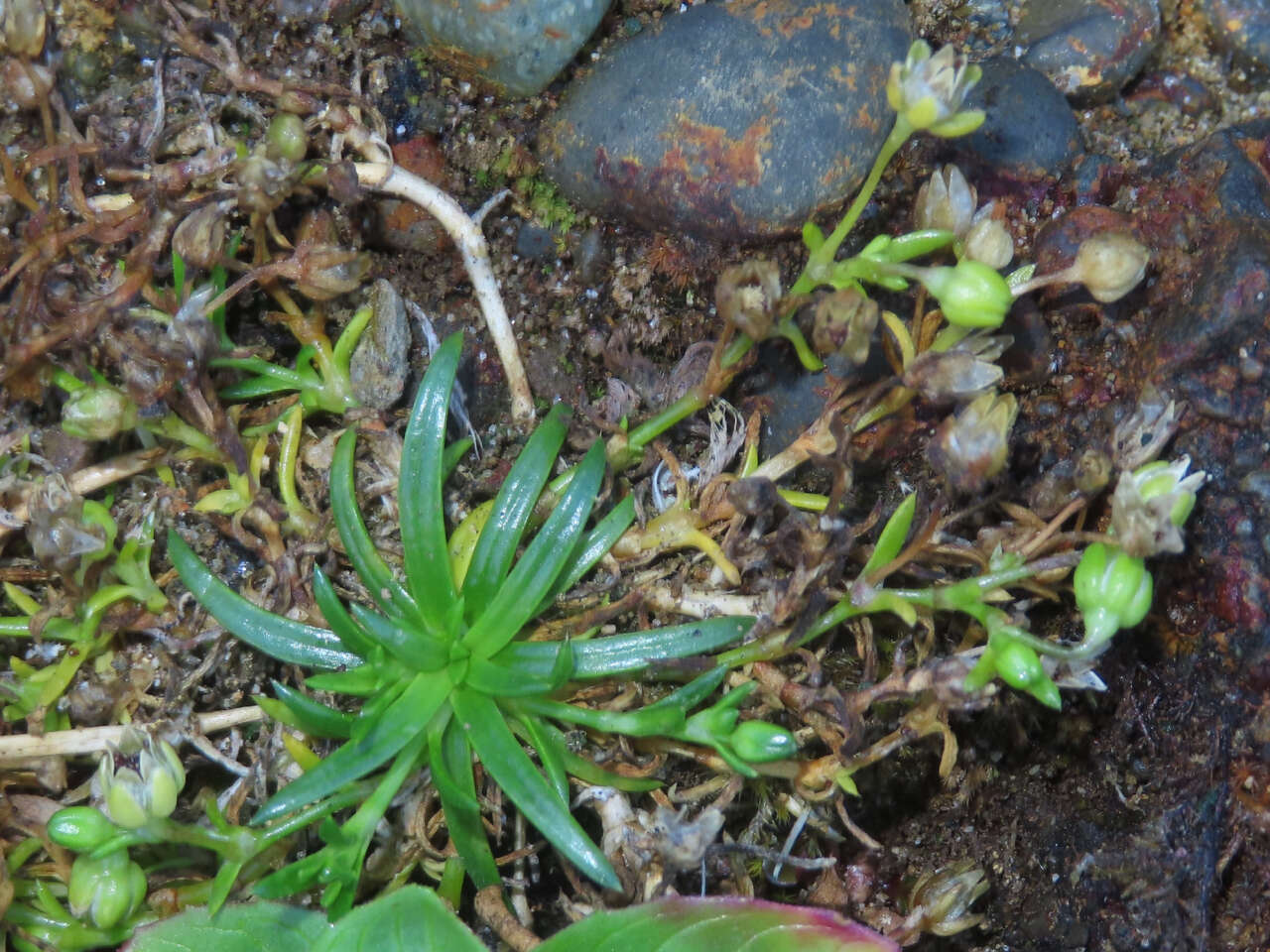 Image of stickystem pearlwort