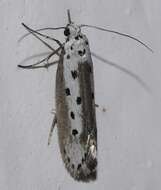 Image of Ethmia terminella Fletcher 1938