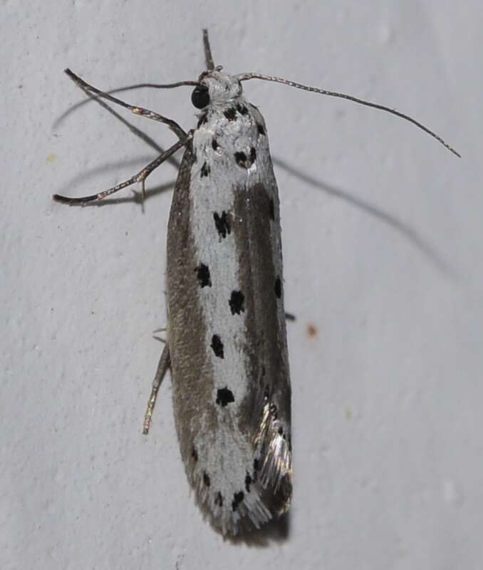 Image of Ethmia terminella Fletcher 1938