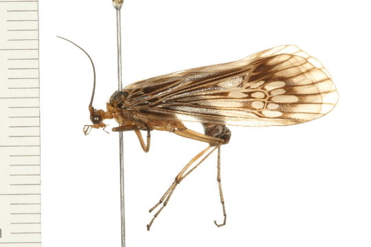 Image of <i>Hydatophylax argus</i> (Harris 1869)