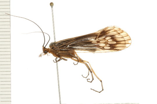 Image of <i>Hydatophylax argus</i> (Harris 1869)