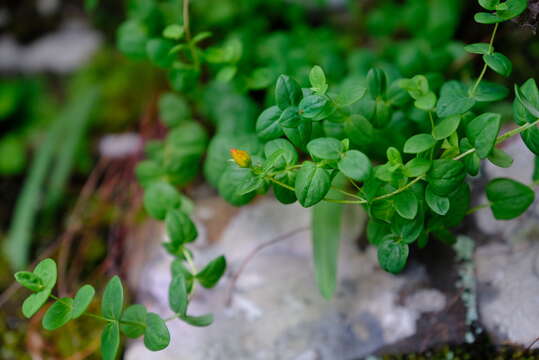 Imagem de Hypericum aethiopicum subsp. sonderi (Bred.) N. K. B. Robson