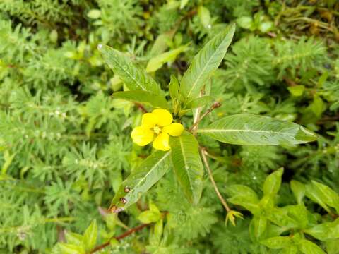 Image of floating primrose-willow