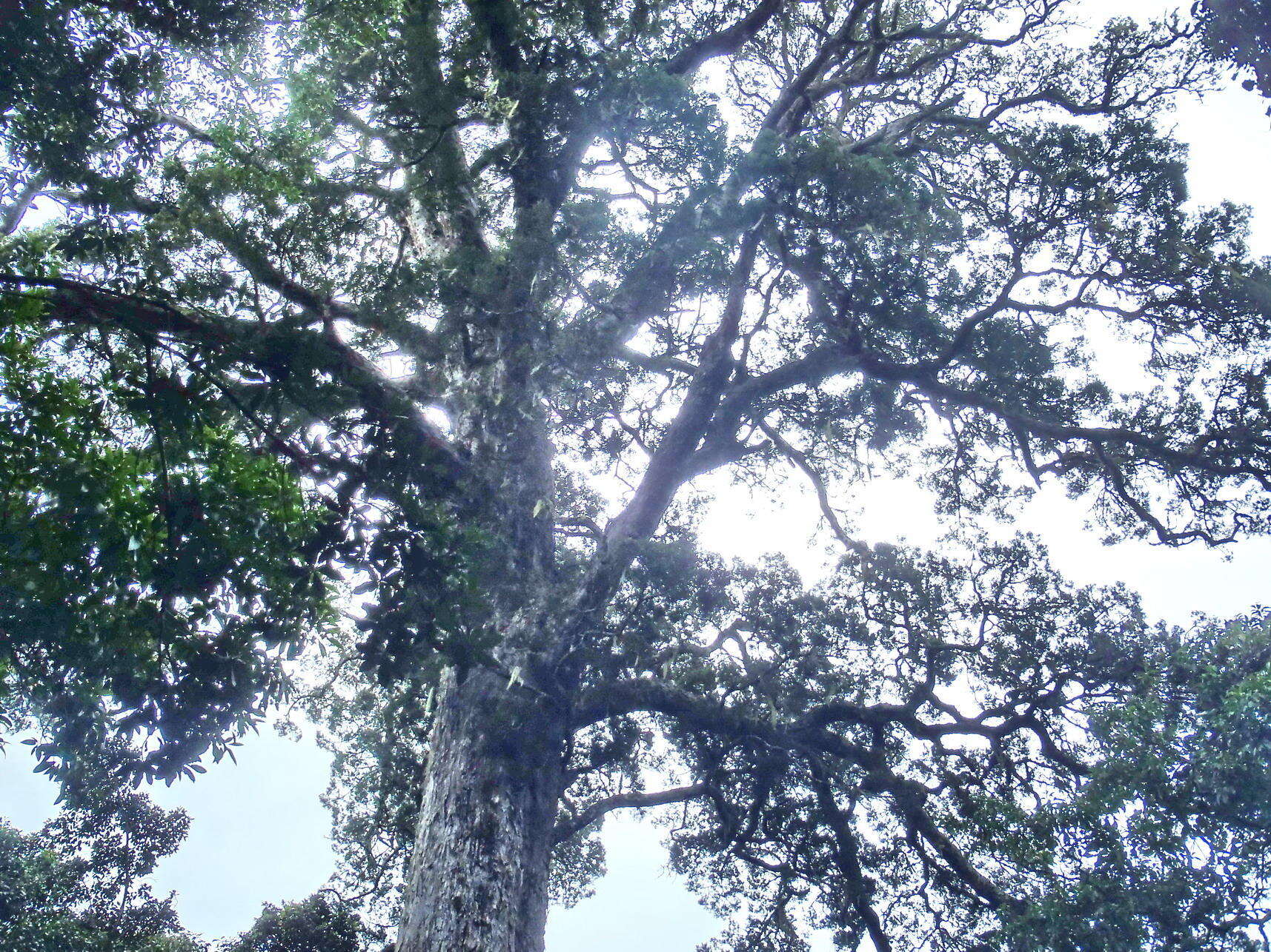 Image of Sickle-leaved Yellowwood