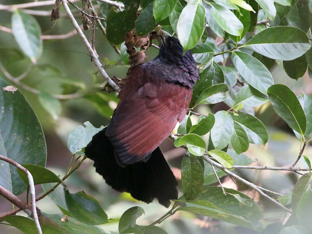 Image of Green-billed Coucal