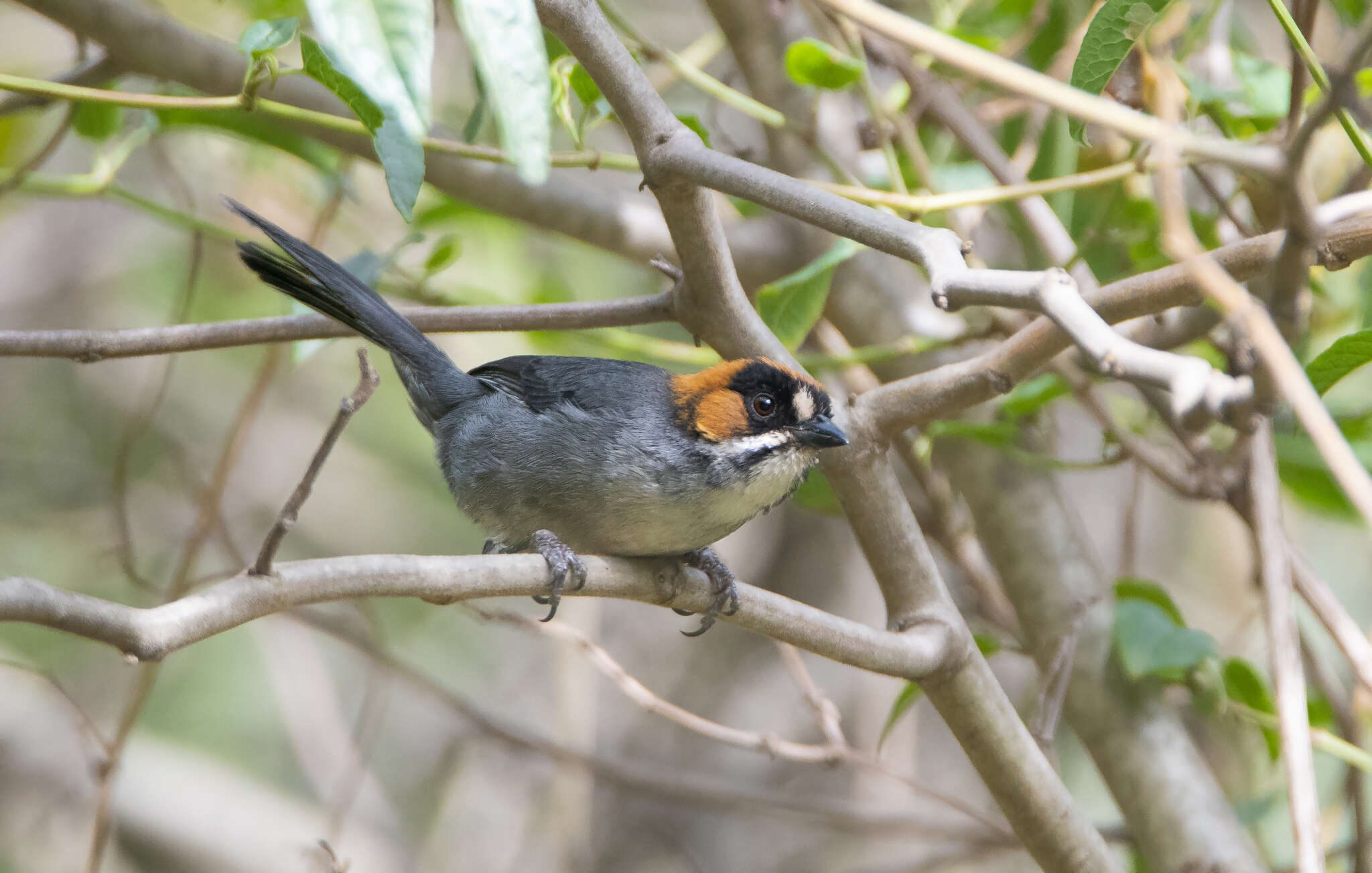 Image of Black-spectacled Brush Finch