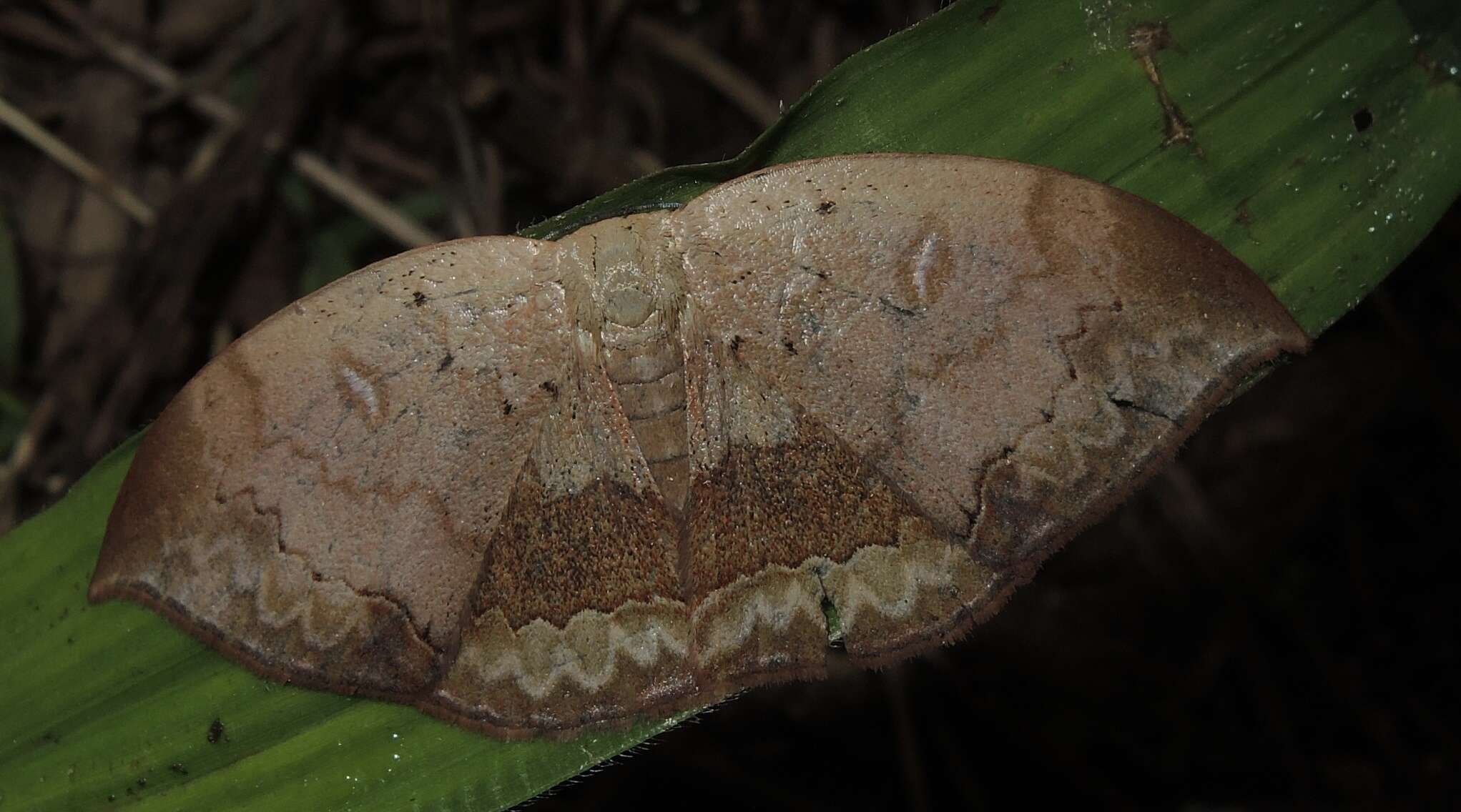 Image of Lissoblemma lunuliferata Walker 1862