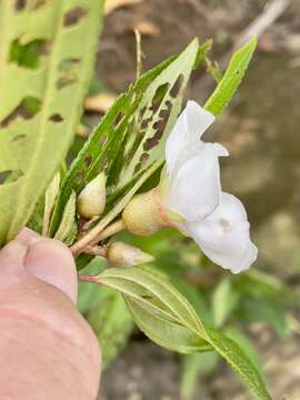 Слика од Melastoma denticulatum Labill.